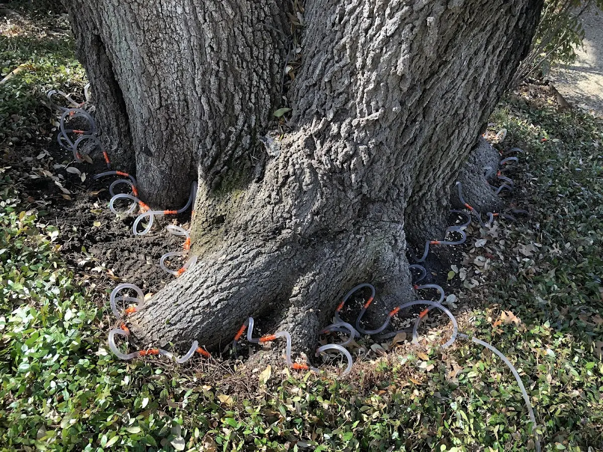 Detailed Tree Cabling and Bracing job site in Mc Clure